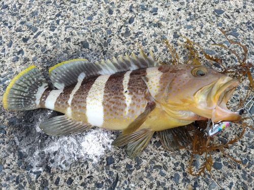 アオハタの釣果