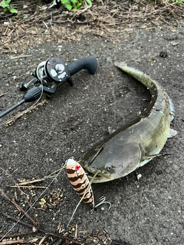 ナマズの釣果