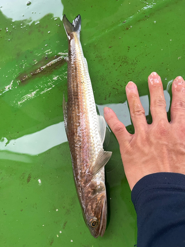 エソの釣果