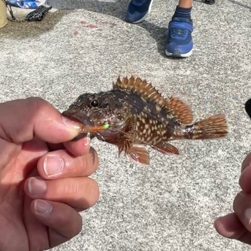 カサゴの釣果