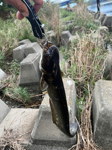 ナマズの釣果