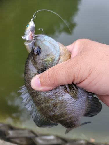 ブルーギルの釣果