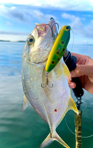 メッキの釣果