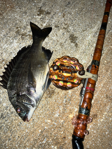 クロダイの釣果