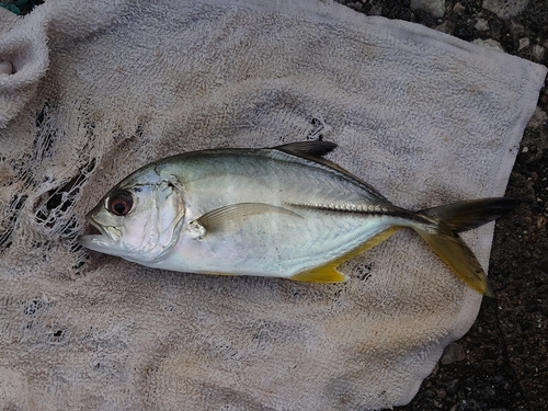 メッキの釣果