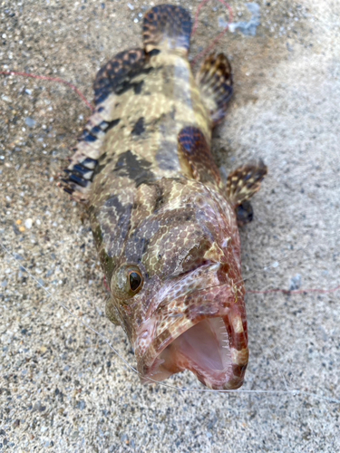 イシミーバイの釣果