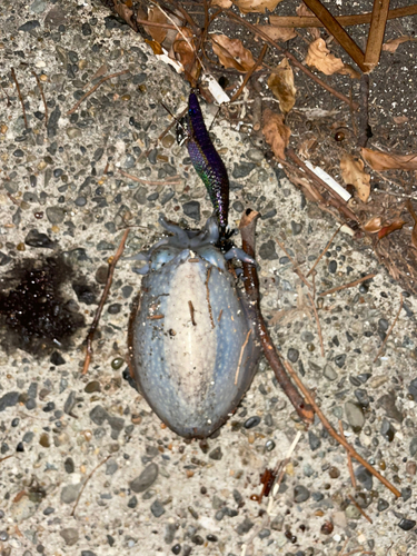 シリヤケイカの釣果