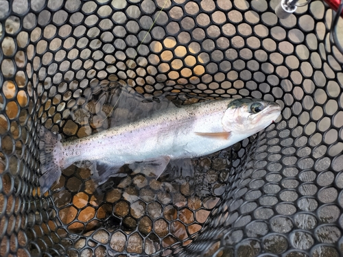 ニジマスの釣果