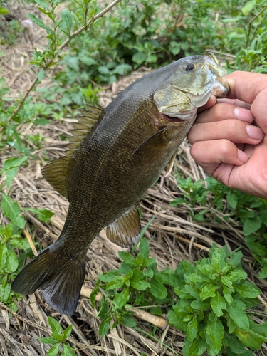 スモールマウスバスの釣果