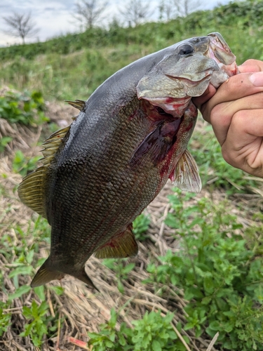 スモールマウスバスの釣果