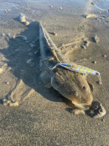 マゴチの釣果