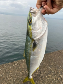 ヤズの釣果