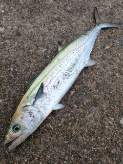 サゴシの釣果