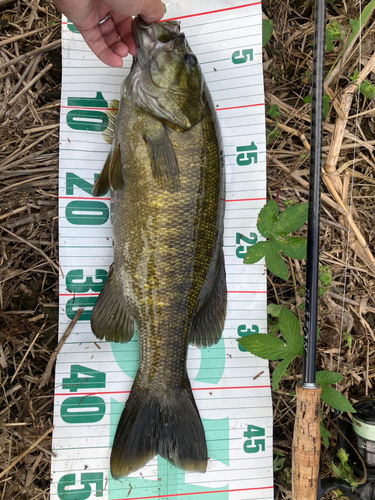 スモールマウスバスの釣果