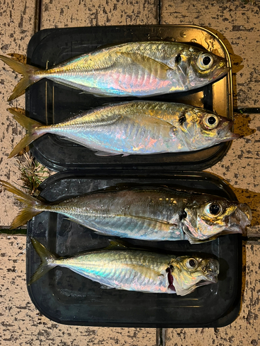 アジの釣果