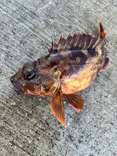 カサゴの釣果