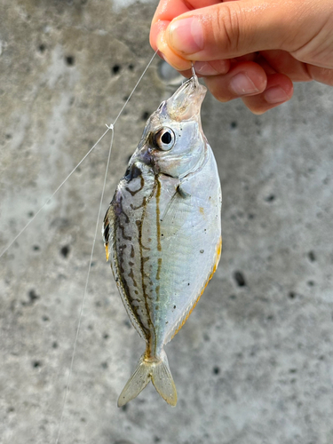 ヒイラギの釣果