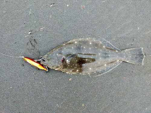 ヒラメの釣果