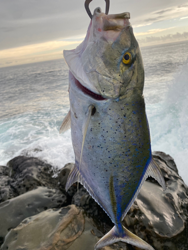 カスミアジの釣果