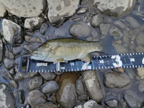 スモールマウスバスの釣果