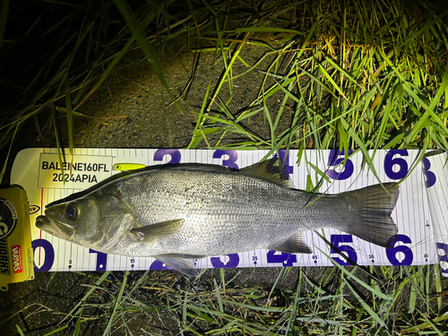 シーバスの釣果