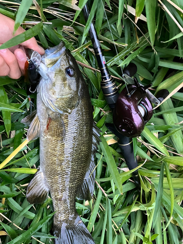 スモールマウスバスの釣果