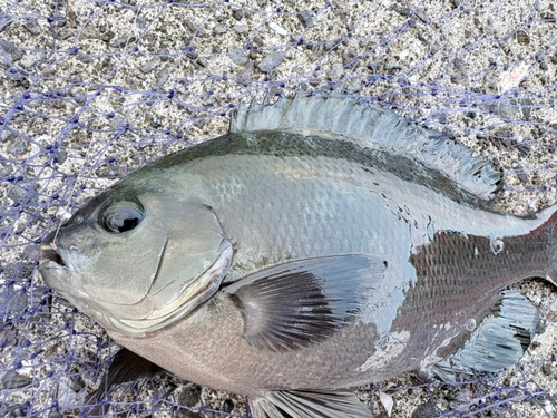 メジナの釣果