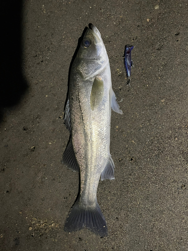 フッコ（マルスズキ）の釣果