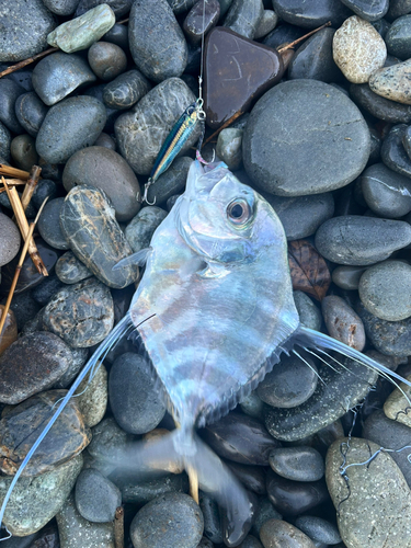 イトヒキアジの釣果