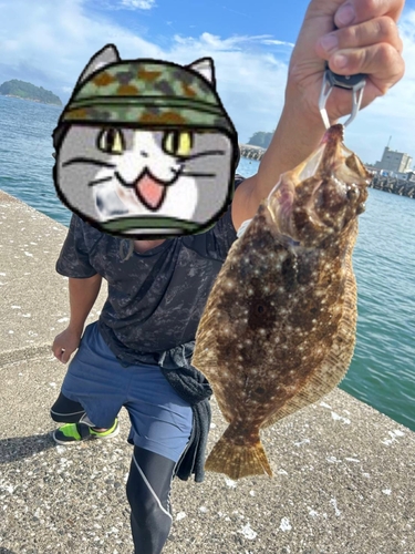 ヒラメの釣果