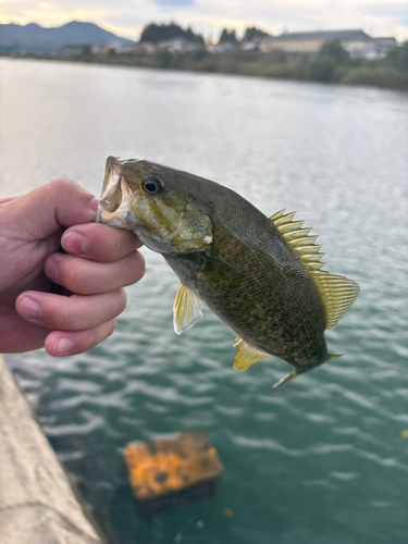 スモールマウスバスの釣果