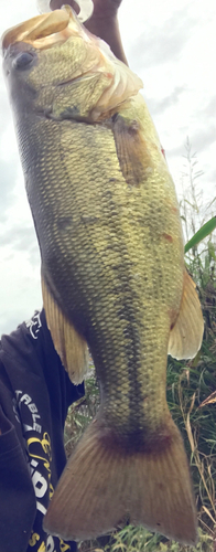 ラージマウスバスの釣果