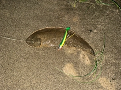 シタビラメの釣果