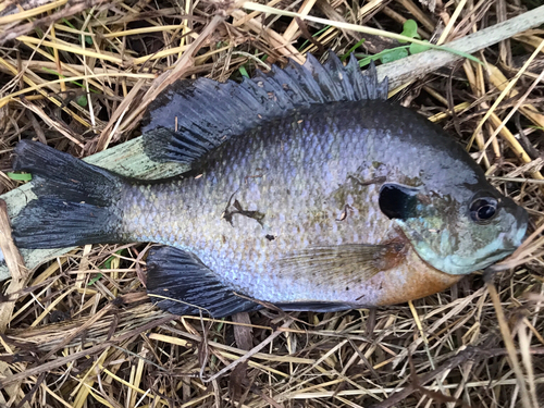 ブルーギルの釣果