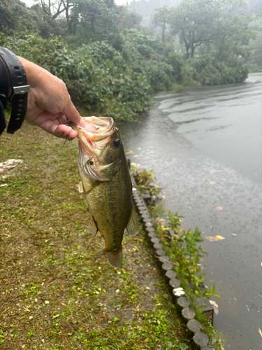 ラージマウスバスの釣果