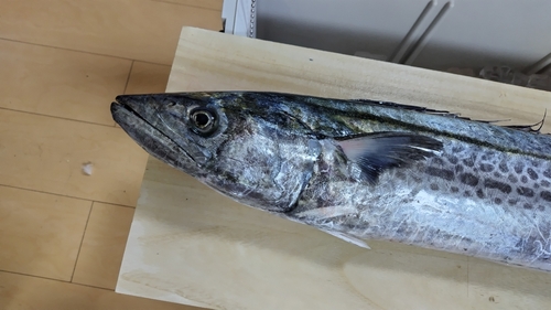 サワラの釣果