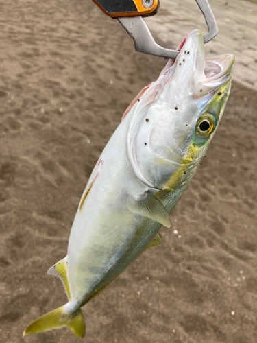 ワカシの釣果