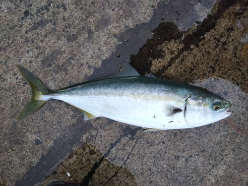 ハマチの釣果