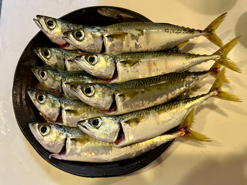 サバの釣果