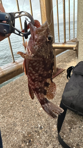 カサゴの釣果