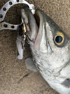 スズキの釣果