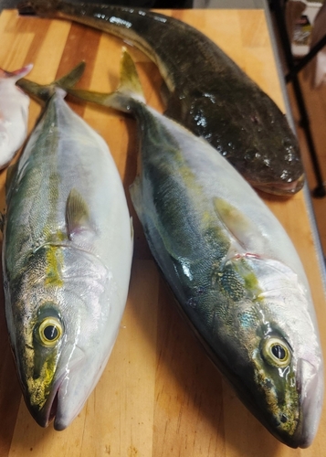 ハマチの釣果