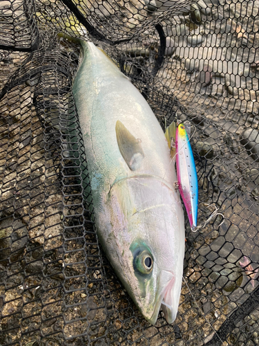 イナダの釣果