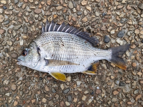 キビレの釣果