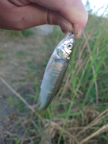 オイカワの釣果