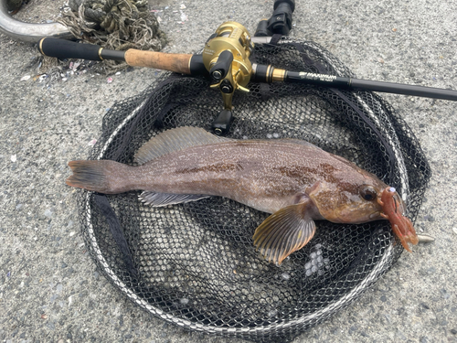 アイナメの釣果