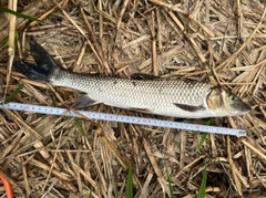 ニゴイの釣果