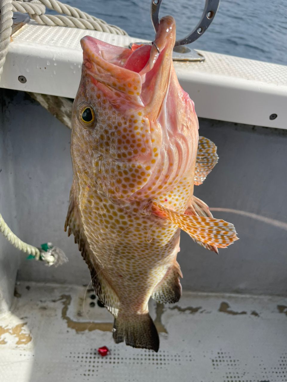 ジギング見習いさんの釣果 2枚目の画像