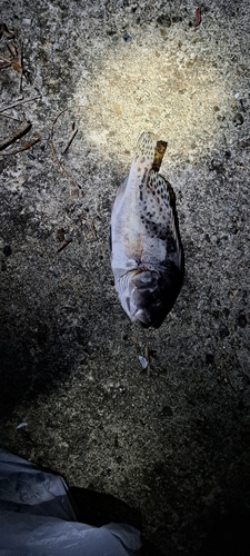 コショウダイの釣果