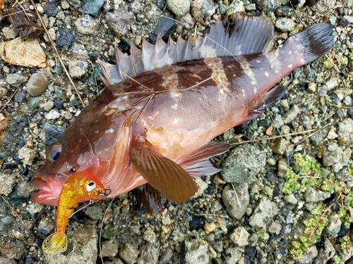 アコウの釣果